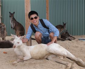 Maru Koala And Animal Park - Accommodation NT 2