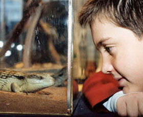 Canberra Reptile Zoo - Accommodation NT 0