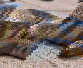 Canberra Reptile Zoo - Accommodation NT 1