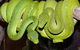 Canberra Reptile Zoo - thumb 2