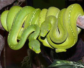 Canberra Reptile Zoo - Accommodation NT 2