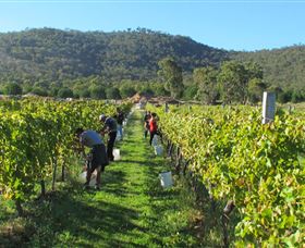 Savina Lane Premum Wines - Accommodation NT 1