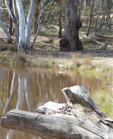 Mulligans Flat - Accommodation NT 0