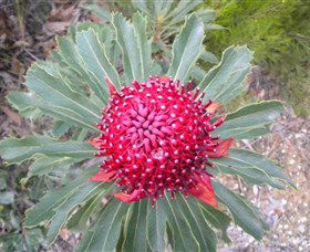 All Sydney Touring - Accommodation NT 4