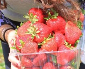 Mia Cucina Walking Food Tours - Accommodation NT 5