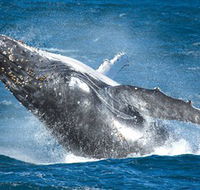 Sydney Whale Watching - Accommodation NT
