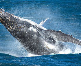 Sydney Whale Watching - Accommodation NT 0