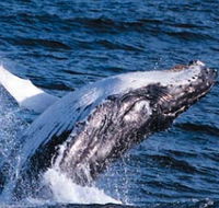 Sydney Eco Whale Watching - Accommodation NT
