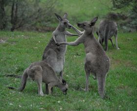 Sydney Private Guided Tours - Accommodation NT 3