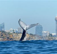 Oz Whale Watching - Accommodation NT