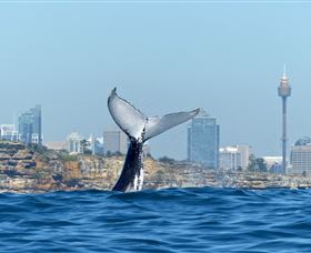 Oz Whale Watching - Accommodation NT 0