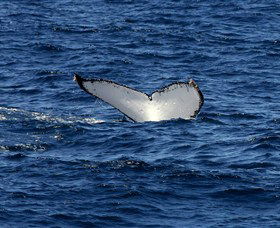 Oz Whale Watching - Accommodation NT 2
