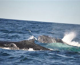 Oz Whale Watching - Accommodation NT 3