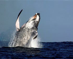 Oz Whale Watching - Accommodation NT 1