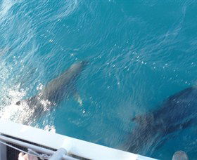 Oz Whale Watching - Accommodation NT 4