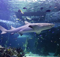 SEA LIFE Sydney Aquarium - Accommodation NT