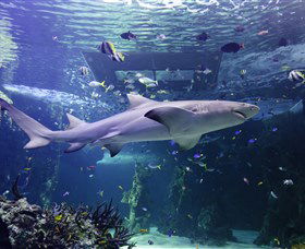 SEA LIFE Sydney Aquarium - Accommodation NT 0