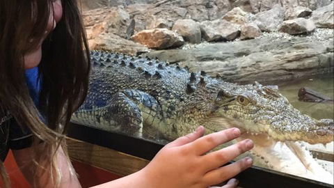 Canberra Reptile Zoo - Accommodation NT 3