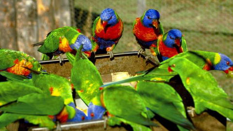 Canberra Walk In Aviary - Accommodation NT 4