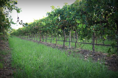 Bunnamagoo Wines - Accommodation NT 2