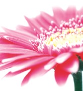 Burwood Plaza - Accommodation NT 0