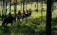 Hunter Valley Horse Riding And Adventures - thumb 0