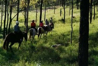 Hunter Valley Horse Riding And Adventures - Accommodation NT 0