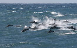 Tamboi Queen Cruises - Accommodation NT 0