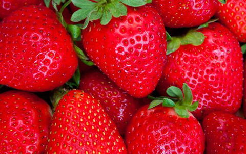Newcastle City Farmers Markets - Accommodation NT 2