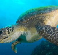 Byron Bay Dive Centre - Accommodation NT