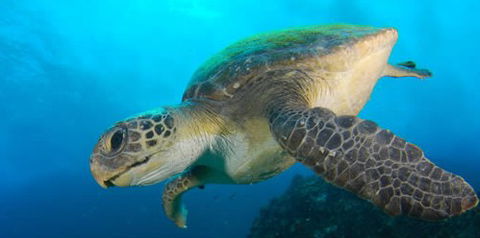 Byron Bay Dive Centre - Accommodation NT 0
