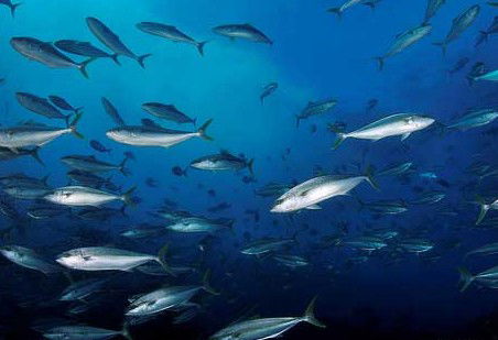 Byron Bay Dive Centre - Accommodation NT 2