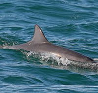 Byron Bay Dolphin Wildlife Tours - Accommodation NT