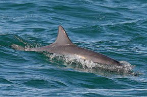 Byron Bay Dolphin Wildlife Tours - Accommodation NT 0