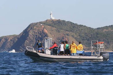 Byron Bay Dolphin Wildlife Tours - Accommodation NT 1