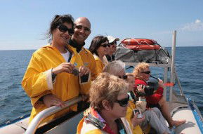 Byron Bay Dolphin Wildlife Tours - Accommodation NT 2
