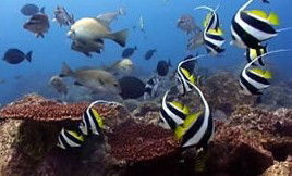 Byron Bay Dolphin Wildlife Tours - Accommodation NT 3