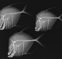 X-Ray Vision Fish Inside Out - Accommodation NT