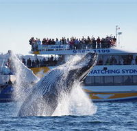 Bass  Flinders Cruises - Accommodation NT