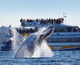 Bass & Flinders Cruises - Accommodation NT 0