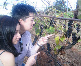 Wine Country Tours - Accommodation NT 3