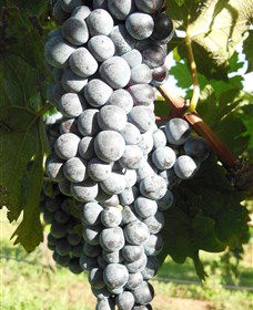 Wine Country Tours - Accommodation NT 8