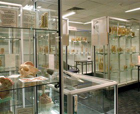Museum Of Human Disease - Accommodation NT 0