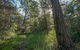Wallumatta Nature Reserve - thumb 0