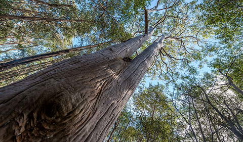 Wallumatta Nature Reserve - Accommodation NT 3