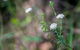 Wallumatta Nature Reserve - thumb 1
