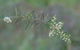 Wallumatta Nature Reserve - thumb 2