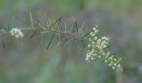 Wallumatta Nature Reserve - Accommodation NT 2