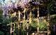 Lilian Fraser Garden - thumb 0