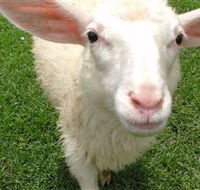 Golden Ridge Animal Farm - Accommodation NT